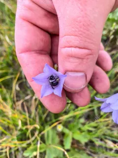 Black Shortface thumbnail 3