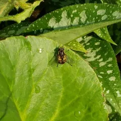 Woolly-tailed Marsh Fly thumbnail 2