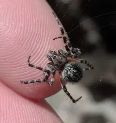 Rock Orbweaver thumbnail 3