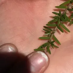 western hemlock thumbnail 2