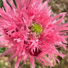 opium poppy thumbnail 2