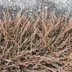 creeping juniper thumbnail 2