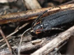 Hemierana marginata thumbnail 2