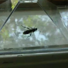 Garden soldier fly thumbnail 4