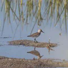 Western Sandpiper thumbnail 3