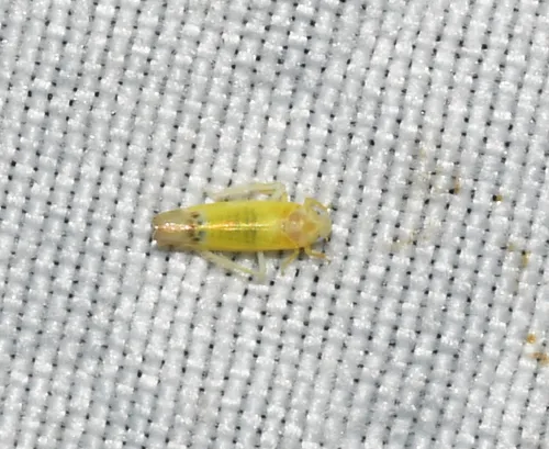 Empoa querci