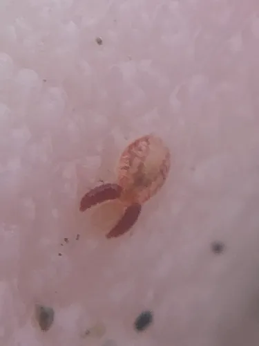 red copepod