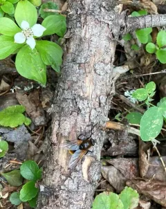 Mesembrina decipiens thumbnail 4