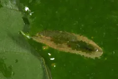 Phyllonorycter kearfottella thumbnail 4