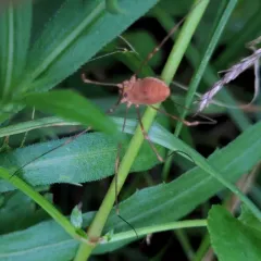 Leiobunum ventricosum thumbnail 4