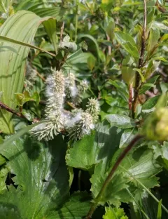 tea-leafed willow thumbnail 2