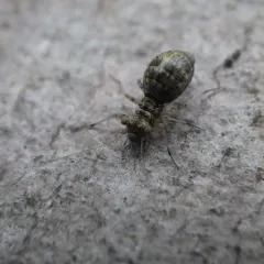 woodland barklouse thumbnail 2