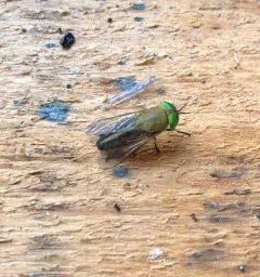 Tabanus quinquevittatus thumbnail 4