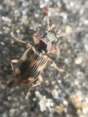 Cryptic Beach Borer