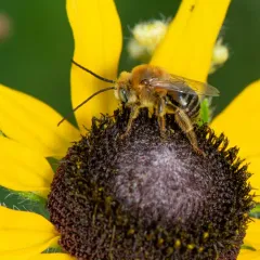Dark-veined Longhorn Bee thumbnail 1