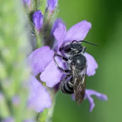 Bellflower Resin Bee thumbnail 3