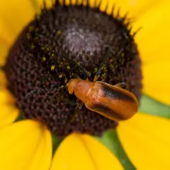 Orange Blister Beetle thumbnail 1