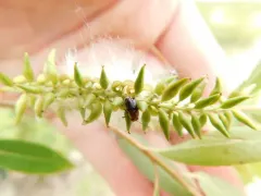 Say's Two-striped Pachy thumbnail 3