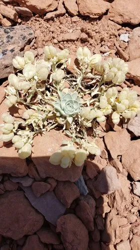 Fremont County Twinpod