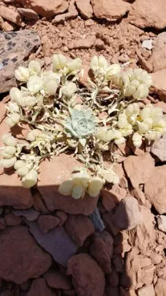 Fremont County Twinpod thumbnail 1