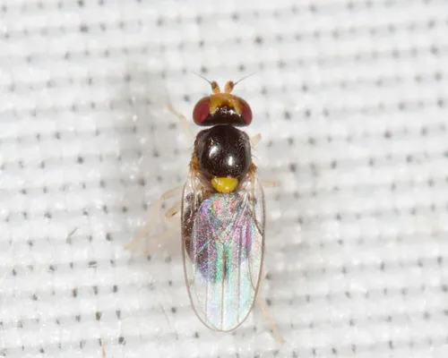 Gaurax maculicornis