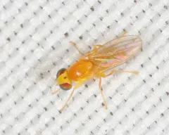 Gymnochiromyia concolor thumbnail 2