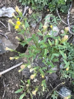 Brewer's aster thumbnail 2