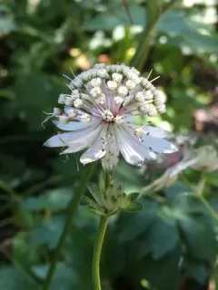 great masterwort thumbnail 3