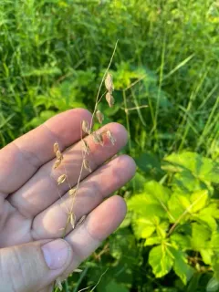 Threeflower Melicgrass thumbnail 2