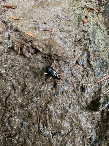 Lacustrine Gazelle Beetle