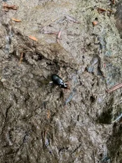 Lacustrine Gazelle Beetle thumbnail 1