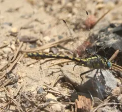 Great Basin Snaketail thumbnail 2