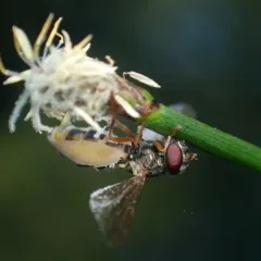 Entomophthora syrphi thumbnail 1
