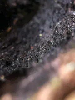 Sorocybe resinae thumbnail 4