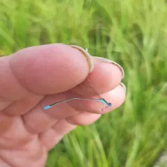 Sphagnum Sprite thumbnail 4