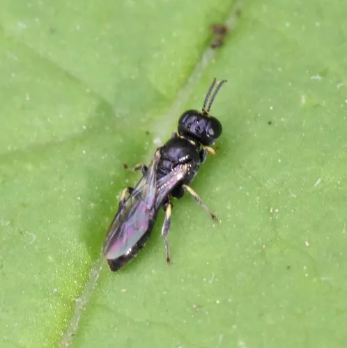Crossocerus lentus