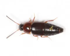 Tachinus addendus thumbnail 1