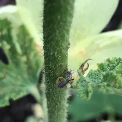 Hollyhock Weevil thumbnail 3