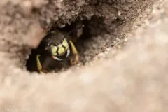 Western Queen Ant Kidnapper thumbnail 4