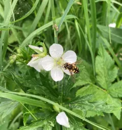 Obscure Marsh Fly thumbnail 4