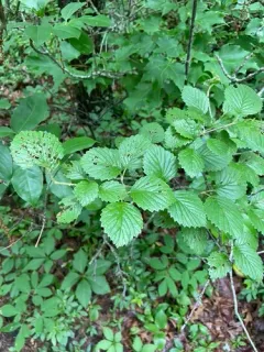 Viburnum venosum thumbnail 3