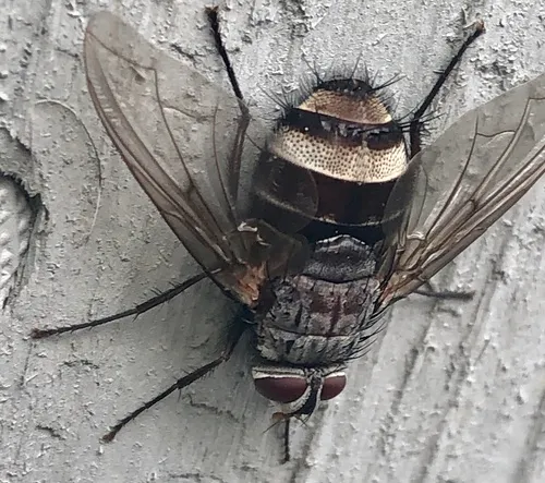 Billaea rutilans