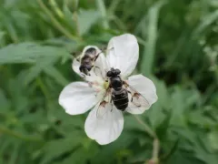 Spot-winged Drone Fly thumbnail 4