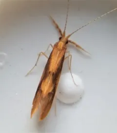 Bordered Long-horned Caddisfly thumbnail 4