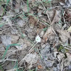 long-leaved starwort thumbnail 2
