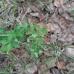 Northern Comandra thumbnail 2
