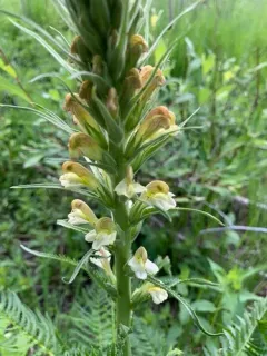 giant lousewort thumbnail 2