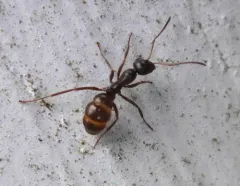 Icy Mound Ant thumbnail 3