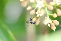 Cerceris convergens thumbnail 2