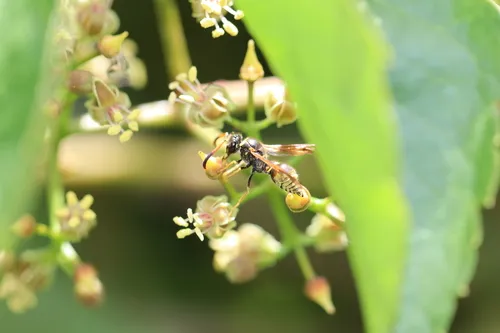 Ancistrocerus lineativentris